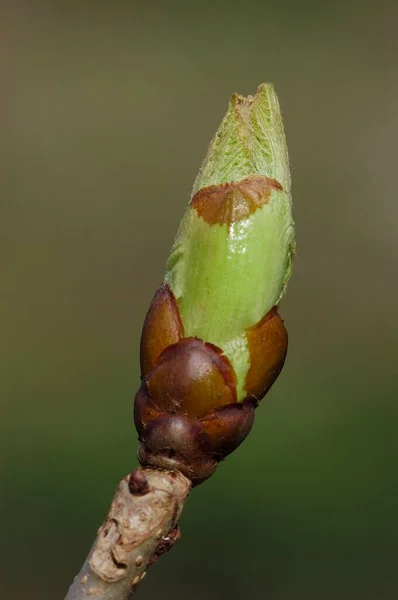 Horse Chestnut Aesculus Hippocastanum Bud — 스톡 사진