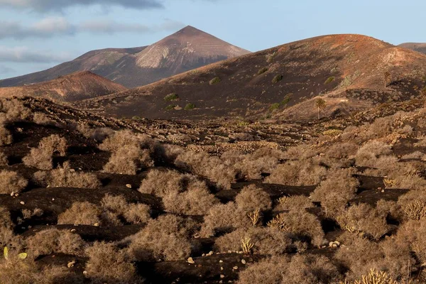 Viñedos Típicos Cultivo Seco Ceniza Volcánica Luz Tarde Detrás Montaña —  Fotos de Stock