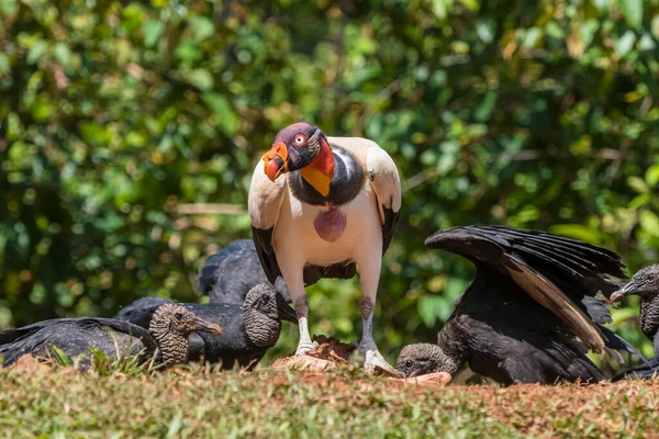 Scavenging Black Vulture King Vulture Costa Rica Central America — Zdjęcie stockowe