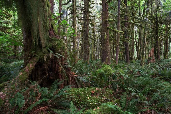 Vegetation Ferns Kestner Homestead Trail Quinault Rainforest Quinault Olympic National — 스톡 사진