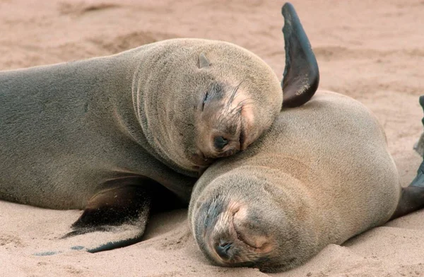 South African Fur Seals Arctocephalus Pusillus Cape Cross Namibia Africa — 图库照片