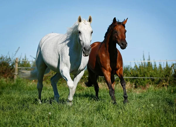Two Warmblood Horses Grey Brown Galloping Meadow Karlsbad Karlsruhe Baden — Stok fotoğraf