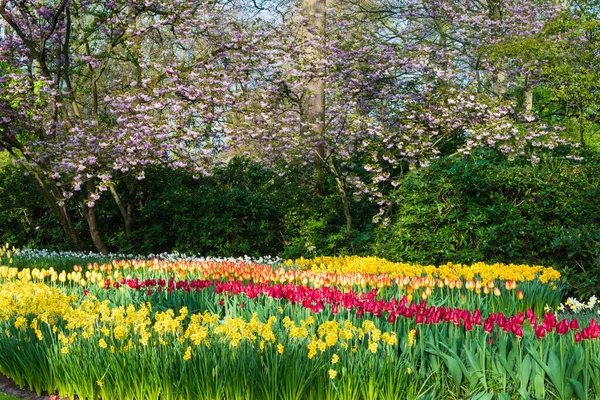 Flower garden with multi-colored tulips (tulipa) (tulipa) in bloom, fountain behind, Keukenhof Gardens Exhibit, Lisse, South Holland, The Netherlands, Europe