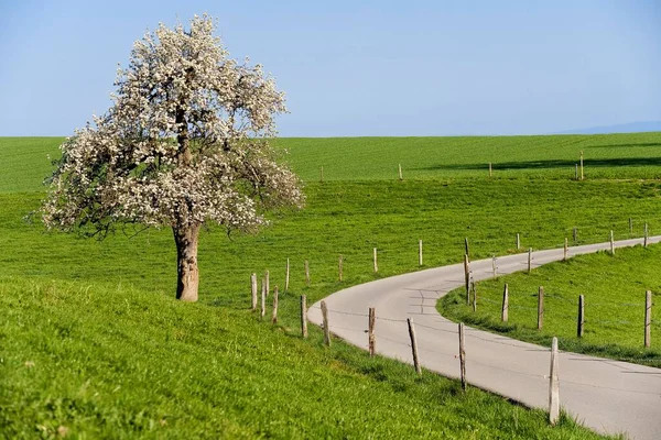 Blooming Pear Tree Switzerland Europe — 图库照片