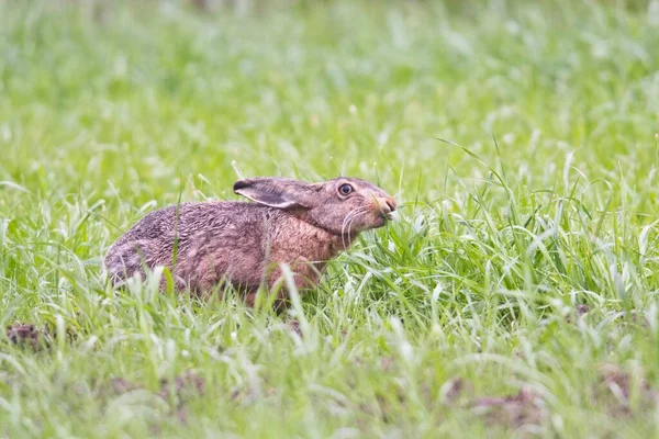 European Hare Sitting Meadow Feeding Emsland Lower Saxony Germany Europe — Zdjęcie stockowe