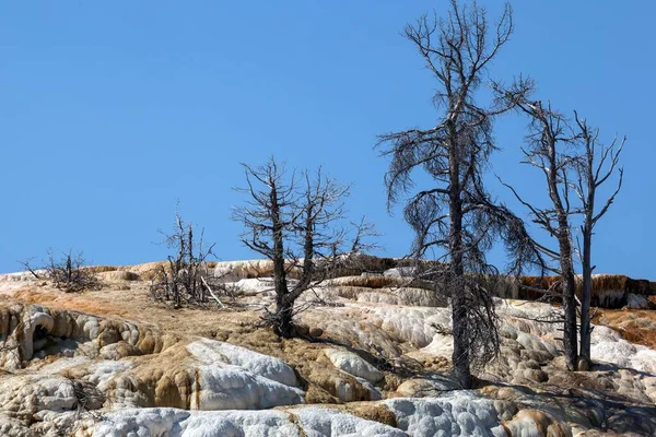 Martwe Drzewa Złoża Minerałów Palette Spring Dolne Tarasy Mamut Hot — Zdjęcie stockowe