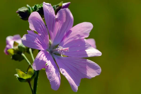 Common Mallow Malva Sylvestris — Stock Photo, Image