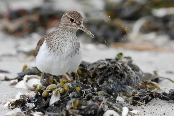 Sandpiper East Frisian Islands East Frisia Lower Saxony Germany Europe — Stockfoto