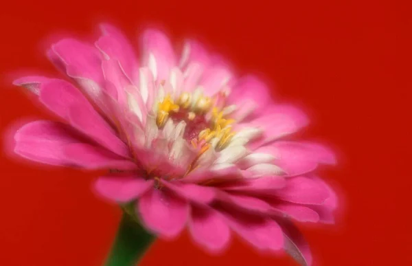 Zinnia Flower Close View Summer Concept — Fotografia de Stock