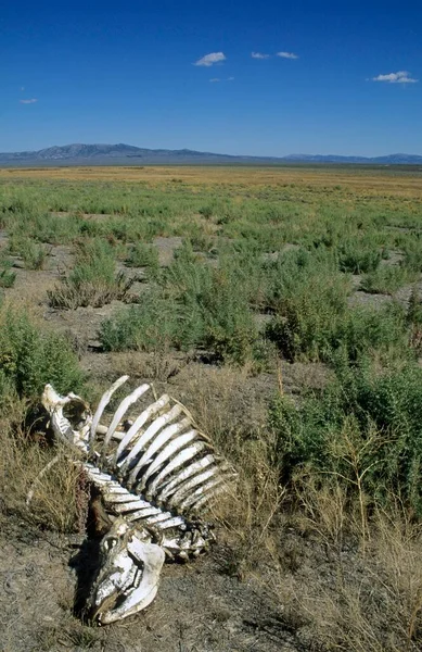 Sceleton Dead Cow Rock Springs Historic California Trail Nevada Estados — Foto de Stock