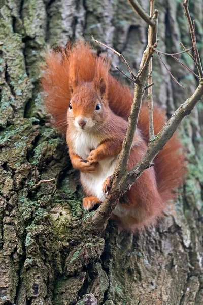 Eurasisches Rotes Eichhörnchen Sitzt Auf Ast Deutschland Europa — Stockfoto