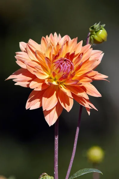 Dahlia Flower Close View Summer Concept —  Fotos de Stock