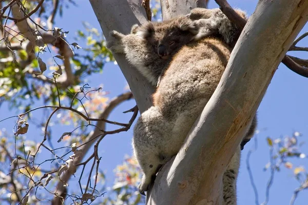 Mère Koala Avec Bébé Parc National Otway Victoria Aus — Photo