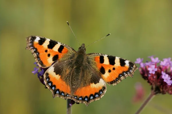 Small Tortoiseshell Aglais Urticae Schleswig Holstein Nettle Butterfly Releasable Germany — 스톡 사진