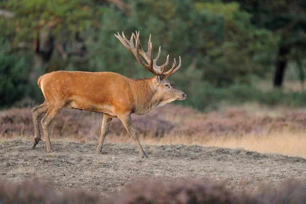 Red Deer Cervus Elaphus Deer Rut Hoge Veluwe National Park — Photo