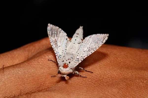 Moth Sungai Mahakam East Kalimantan Borneo Indonesia Asia — ストック写真