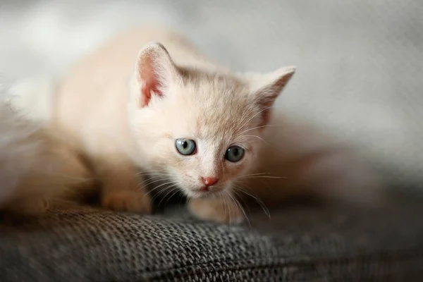 Kitten Weeks Sitting Sofa — Zdjęcie stockowe