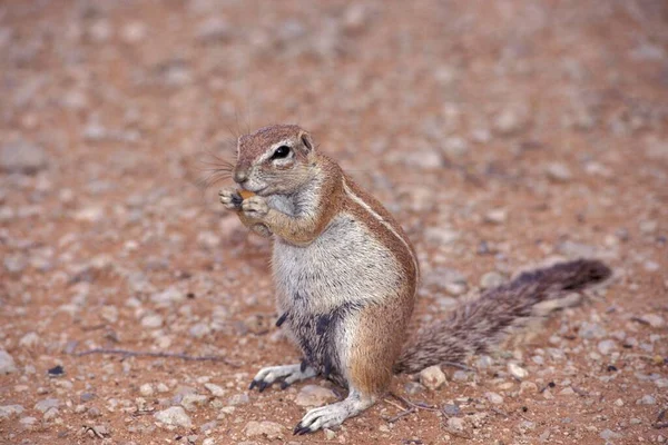 Eating Squirrel Portrait Namibia — Zdjęcie stockowe
