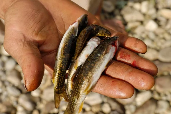 Small Fish Hand Myanmar Asia — Zdjęcie stockowe