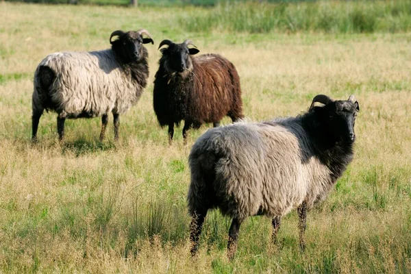 Heidschnucken Birka Birka Nézet — Stock Fotó