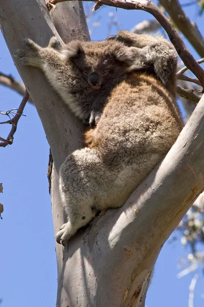 Koala Mutter Mit Baby Otway National Park Victoria Aus — Stockfoto