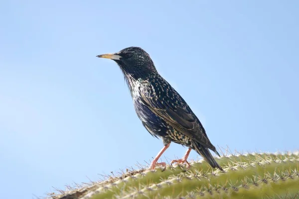 Pták Sedí Kaktusovém Zblízka — Stock fotografie