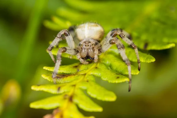 Four Spotted Orb Weaver Spider Araneus Quadratus Fern South Wales — Stockfoto