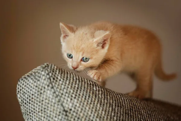 Kitten Weken Staand Een Bank — Stockfoto