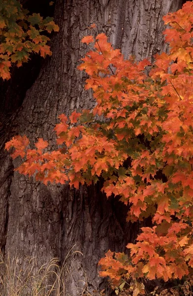 Сахар Осенью Нью Гэмпшир Сша Acer Sacharum — стоковое фото