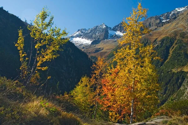 Autumn Coloured Trees Stubai Valley Tyrol Austria Europe — Stockfoto