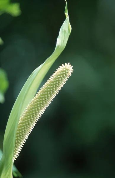 Peace Lily Spathiphyllum Floribundum — 스톡 사진