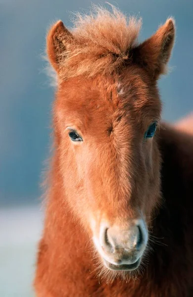 Icelandic Pony Foal Icelandic — Stock Fotó