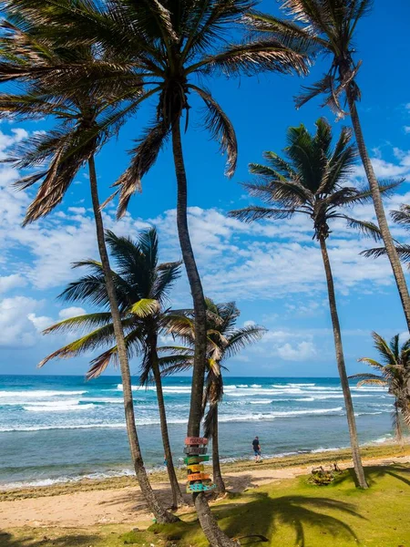 Bathsheba Park Svatý Josef Barbados Střední Amerika — Stock fotografie