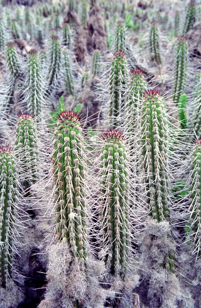 Cacti Islas Chorros Chile América Sul — Fotografia de Stock