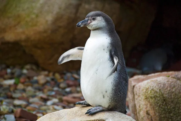 Magellán Pingvin Egyede Megtalálható Magellanicus — Stock Fotó