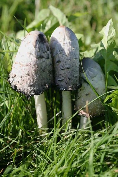 Shaggy Mane Mushrooms Coprinus Comatus Meadow — Stockfoto