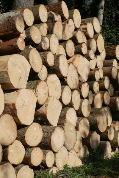 Tree Logs Piled Numbered Labeled Ready Transport — Φωτογραφία Αρχείου