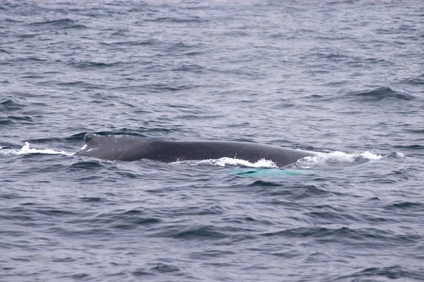 Blowing Breathing Humpback Whale Whitless Bay Avalon Peninsula — Zdjęcie stockowe