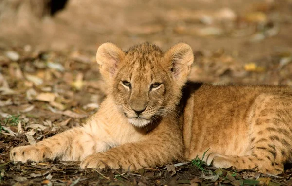 Afrikaanse Leeuw Panthera Leo Welp — Stockfoto