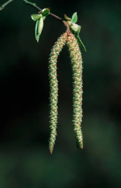 Hazelnut Catkin Common Hazel Corylus Avellana Germany Europe — Stock Photo, Image