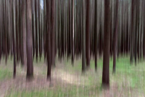 Conifers Distorted Bavarian Forest Viechtach Bavaria Germany Europe — Fotografia de Stock