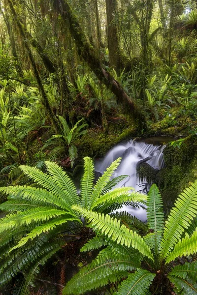 Stream Ferns Dense Rainforest Fiordland National Park Southland New Zealand — ストック写真