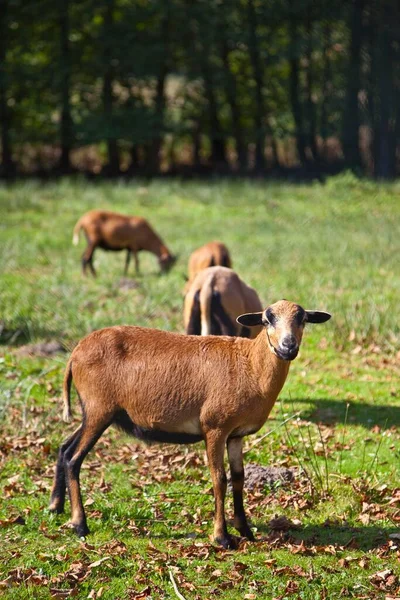 Goats Meadow Close View — Stockfoto