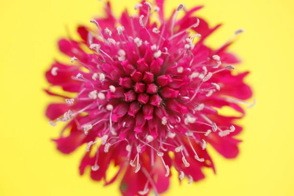 Field Scabious Knautia Arvensis Red Flower — Fotografia de Stock