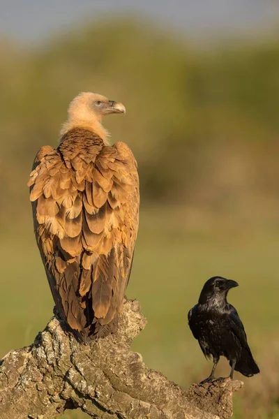 Griffon Vulture Gyps Fulvus Adult Common Raven Corvus Corax Branch —  Fotos de Stock