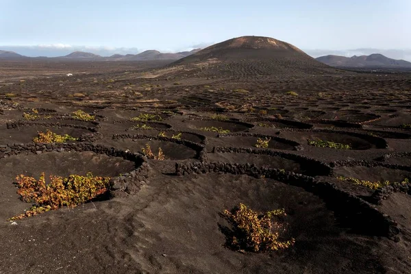 Typical Vineyards Dry Cultivation Volcanic Ash Lava Vines Vineyard Geria — Φωτογραφία Αρχείου