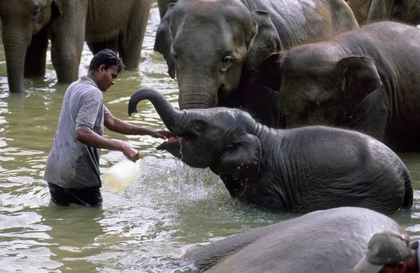 Mahout Cleaning Elephant River —  Fotos de Stock