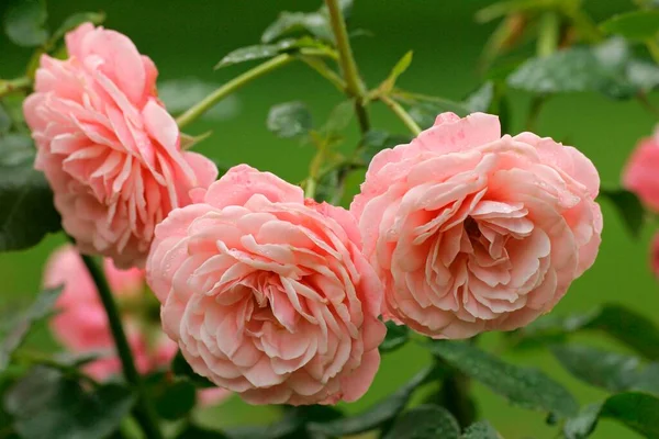 Цветы Rose Heckenzauber Вид Вблизи Летняя Концепция — стоковое фото