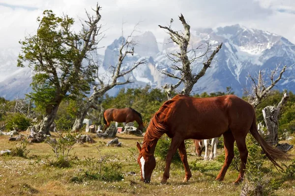 Grazing Horses Green Meadow Front Cuernos Del Paine Granite Mountains — стокове фото
