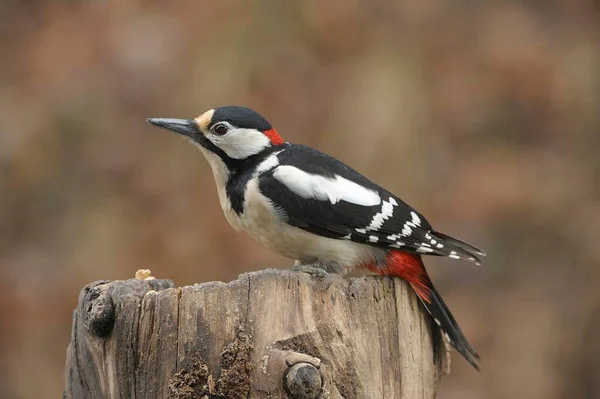Great Spotted Woodpecker Dendrocopos Mayor — Stok Foto